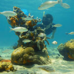 Have a Sian Kaan Full Adventure, jump in crystalline waters, and enjoy the moment of pure tranquility while snorkelling through coral reefs and colourful fish